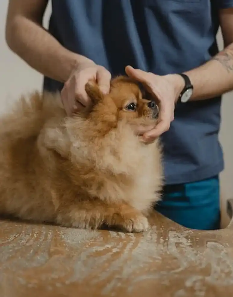 Cabinet veterinar Giulesti